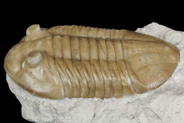 Asaphus Plautini Trilobite - Russia #165440